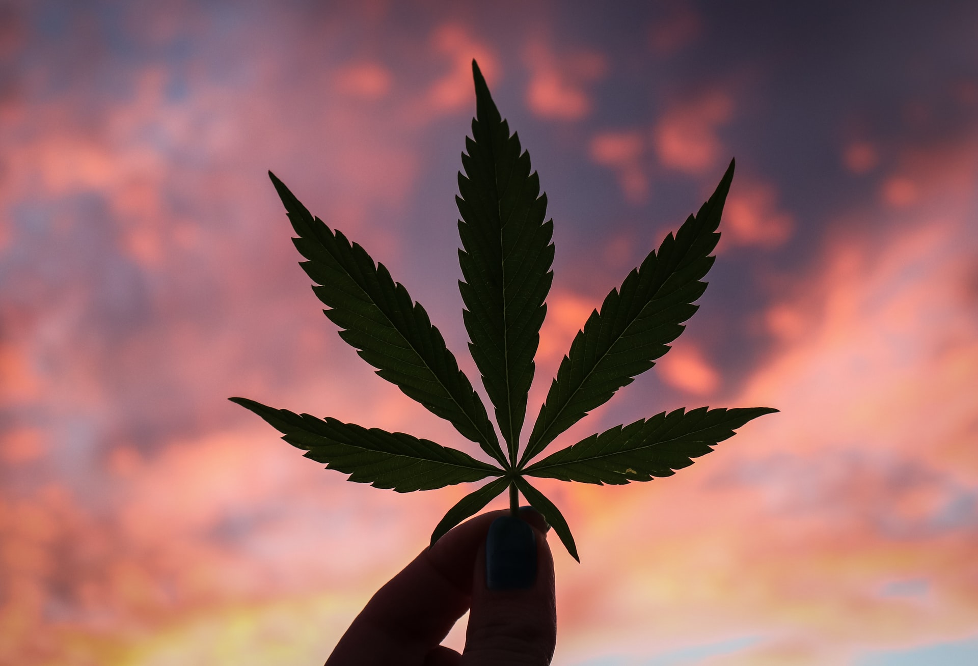 cannabis tech solutions